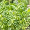 Ciecierzyca Castellano odmiana o wyjątkowy smaku nasiona 50 g - Rocalba