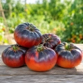 Pomidor Prince Noir Tomate Farmer odmiana o dużych smacznych owocach nasiona 10 szt. - Rocalba