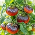 Pomidor Prince Noir Tomate Farmer odmiana o dużych smacznych owocach nasiona 10 szt. - Rocalba