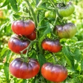 Pomidor Prince Noir Tomate Farmer odmiana o dużych smacznych owocach nasiona 10 szt. - Rocalba