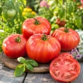 Pomidor Pink World Tomate Farmer odmiana tworząca bardzo duże owoce nasiona 15-17 szt. - Rocalba
