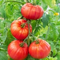 Pomidor Pink World Tomate Farmer odmiana tworząca bardzo duże owoce nasiona 15-17 szt. - Rocalba