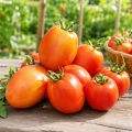 Pomidor Globe Trotter Tomate Farmer odmiana o bardzo wysokiej plenności nasiona 20 szt. - Rocalba