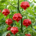 Papryka ostra Scorpion Trinidad ostrość 1 200 000 pcs. Scoville nasiona 8 szt. - Rocalba