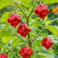 Papryka ostra Scorpion Trinidad ostrość 1 200 000 pcs. Scoville nasiona 8 szt. - Rocalba