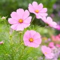 Onętek Sensation Pink odmiana o pięknych różowych kwiatach nasiona 6 g - Rocalba