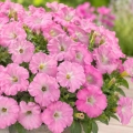 Petunia karłowa Rose du Ciel o pięknych różowych kwiatach nasiona 0,5 g - Rocalba