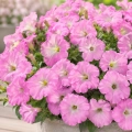Petunia karłowa Rose du Ciel o pięknych różowych kwiatach nasiona 0,5 g - Rocalba