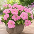 Petunia karłowa Rose du Ciel o pięknych różowych kwiatach nasiona 0,5 g - Rocalba
