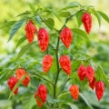 Papryka ostra Bhut Jolokia ostrość 800 000 pcs. Scoville nasiona 25 szt. - Rocalba