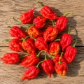 Papryka ostra Bhut Jolokia ostrość 800 000 pcs. Scoville nasiona 25 szt. - Rocalba