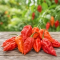 Papryka ostra Bhut Jolokia ostrość 800 000 pcs. Scoville nasiona 25 szt. - Rocalba