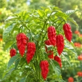 Papryka ostra Boule de Feu ostrość 350 000 pcs. Scoville nasiona 25 szt. - Rocalba