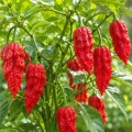Papryka ostra Boule de Feu ostrość 350 000 pcs. Scoville nasiona 25 szt. - Rocalba