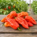 Papryka ostra Boule de Feu ostrość 350 000 pcs. Scoville nasiona 25 szt. - Rocalba