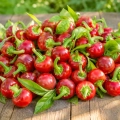 Papryka ostra Red Cherry Small ostrość 5000 pcs. Scoville nasiona 0,5 g - Rocalba