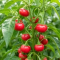 Papryka ostra Red Cherry Small ostrość 5000 pcs. Scoville nasiona 0,5 g - Rocalba