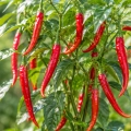 Papryka ostra De Cayenne ostrość 50 000 pcs. Scoville nasiona 0,5 g - Rocalba