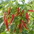 Papryka ostra De Cayenne ostrość 50 000 pcs. Scoville nasiona 0,5 g - Rocalba