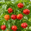 Papryka ostra Scotch Bonnet ostrość 250 000 pcs. Scoville nasiona 25 szt. - Rocalba