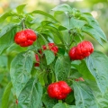 Papryka ostra Scotch Bonnet ostrość 250 000 pcs. Scoville nasiona 25 szt. - Rocalba