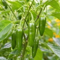 Papryka ostra Serrano ostrość 15 000 pcs. Scoville nasiona 0,5 g - Rocalba