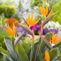 Strelicja królewska Strelitzia reginae o pięknych pomarańczowych kwiatach nasiona 3 szt. - Rocalba
