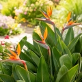 Strelicja królewska Strelitzia reginae o pięknych pomarańczowych kwiatach nasiona 3 szt. - Rocalba