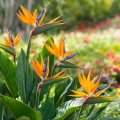 Strelicja królewska Strelitzia reginae o pięknych pomarańczowych kwiatach nasiona 3 szt. - Rocalba