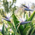Strelicja biała Strelitzia alba o pięknych białych kwiatach nasiona 3 szt. - Rocalba