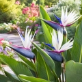 Strelicja biała Strelitzia alba o pięknych białych kwiatach nasiona 3 szt. - Rocalba