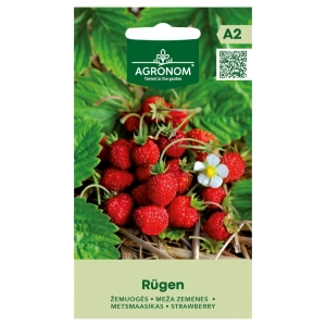 Poziomka Rügen odmiana o smacznych dużych owocach nasiona 0,1 g - AGRONOM