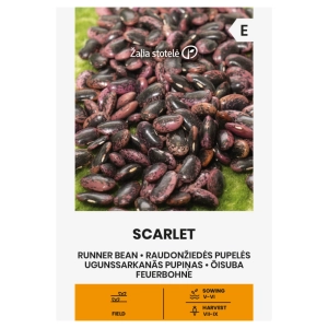 Fasola wielokwiatowa Scarlet odmiana smaczna fasolki w purpurowym kolorze z czarnymi smugami nasiona 10 g - Žalia stotelė