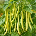 Fasola Michelet à Longue Cosse odmiana uprawiana na suche nasiona 8g - AGRONOM