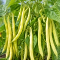 Fasola Michelet à Longue Cosse odmiana uprawiana na suche nasiona 8g - AGRONOM