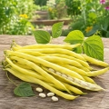 Fasola Michelet à Longue Cosse odmiana uprawiana na suche nasiona 8g - AGRONOM