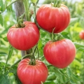 Pomidor Herodes odmiana o smacznych owocach typu bawole serce nasiona 0,1 g - AGRONOM