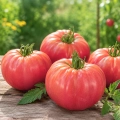 Pomidor Herodes odmiana o smacznych owocach typu bawole serce nasiona 0,1 g - AGRONOM