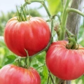 Pomidor Herodes odmiana o smacznych owocach typu bawole serce nasiona 0,1 g - AGRONOM