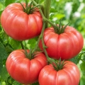 Pomidor Rose Crush H odmiana o owocach typu beefsteak bardzo plenna nasiona 7 szt. - Žalia stotelė