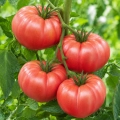 Pomidor Rose Crush H odmiana o owocach typu beefsteak bardzo plenna nasiona 7 szt. - Žalia stotelė