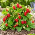 Poziomka Rügen odmiana o smacznych dużych owocach nasiona 0,1 g - AGRONOM
