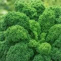 Jarmuż Tintoreto o smacznych mocno karbowanych liściach nasiona 1 g - AGRONOM