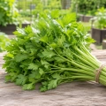Seler liściowy Jemný odmiana o smacznych aromatycznych liściach nasiona 0,2 g - Žalia stotelė