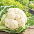 Kalafior Igloo odmiana tworzy zwarte i białe róże nasiona 0,5 g - AGRONOM