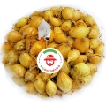 Cebula Dymka Senshyu Yellow Ozima 20-25 mm zimowa 10kg