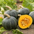 Dynia Kabocha odmiana japońskiej dyni typu Ebisu nasiona 10 szt. - ReinSaat