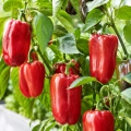 Papryka słodka Barkan o licznych czerwonych owocach do 300 g nasiona 22 szt. - ReinSaat