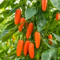 Papryka chilli Jalapeño Leon odmiana plenna o pomarańczowych owocach nasiona 15 szt. - ReinSaat