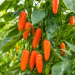 Papryka chilli Jalapeño Leon odmiana plenna o pomarańczowych owocach nasiona 15 szt. - ReinSaat